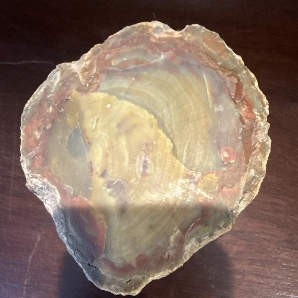 2.1 LB Agatized Petrified Wood Log Fossil Polished Ends Natural Bark Specimen
